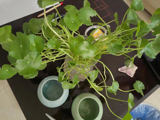 铜钱草怎样养殖？「铜钱草最怕的三种水」